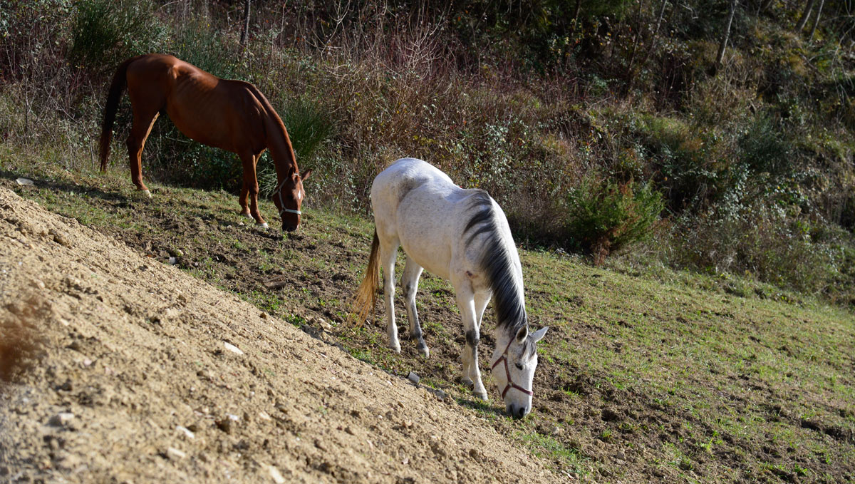 Horse Riding