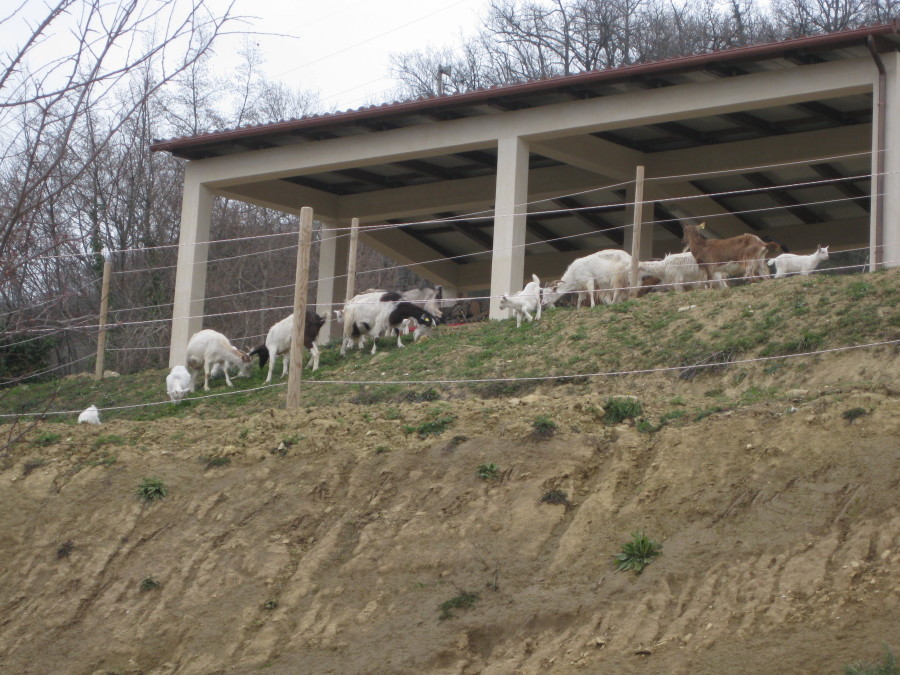 Capre e capretti in fuga…