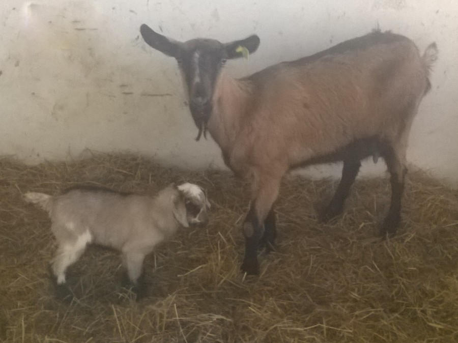 Il maschietto nato stamattina e la sua mamma <3