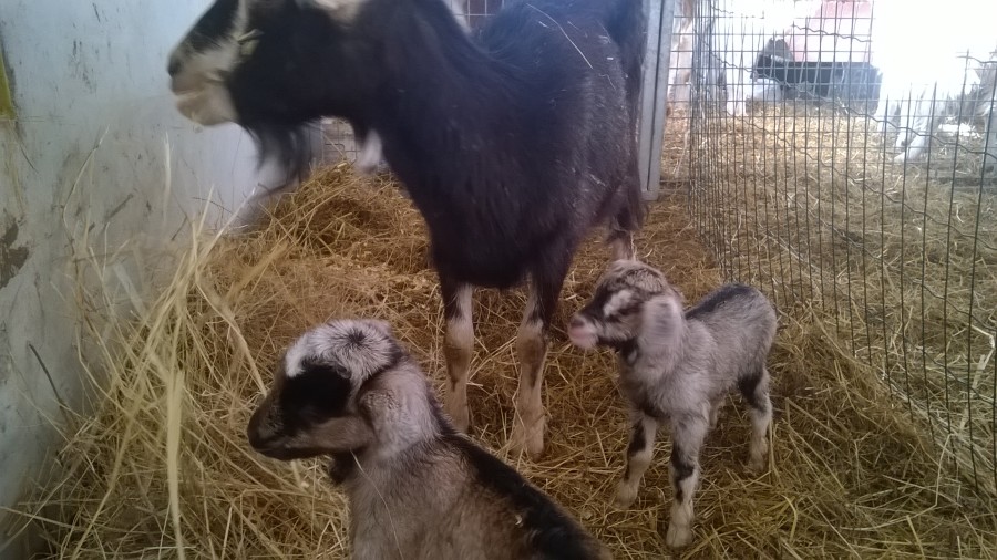 E con loro, 2 bei maschietti nati oggi pomeriggio, siamo a 18 capretti <3